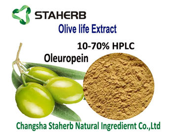 중국 올리브 잎 올레 우로 핀 항균 식물은 올레 우로 핀 하이드 록시tyrosol 분말 10-70% HPLC를 추출합니다 협력 업체