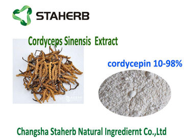 중국 10- 98% Cordycepin 자연적인 유기 동충하초 추출물 분말 CAS 73 03 0 협력 업체
