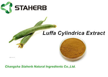 중국 나물 자연적인 화장용 성분, 화장품 원료 Luffa Cylindrica 추출물 10:1 협력 업체