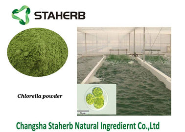 중국 클로렐라 단백질 식물성 추출물 분말 녹색 조류 분말 협력 업체