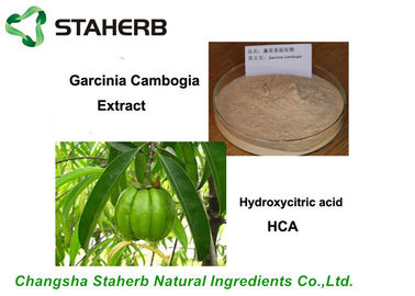중국 순수한 자연적인 항균 식물 추출물 Garcinia Cambogia 추출물 50%, 60%, 95% HCA 협력 업체