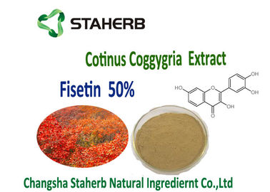 중국 항염증제와 항증식성 연기 나무 유기 식물은 50% Fisetin 분말 Cotinus Coggygria 추출물을 추출합니다 협력 업체