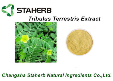 중국 55056-80-9 남근 Tribulus Terrestris 큰 추출물 40% ~ 90%Tribulus 사포닌을 위한 약초 협력 업체