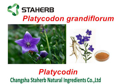 중국 식물에서 화학물질을 추출하는 Platycodon Grandiflorum 녹색 식물 추출물 협력 업체
