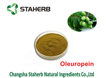 중국 Oleuropein 식물에서 화학물질을 추출하는 40% - 80% 자연적인 녹색 추출물 협력 업체