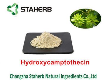중국 Camptothecae Acuminatae 순수한 자연적인 식물은 Hydroxycamptothecin 98%를 추출합니다 협력 업체