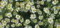 최고는 순수한 자연적인 식물 추출물 카모밀라 꽃 Apigenin 분말을 순화합니다 협력 업체