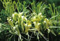 chlorogenic 산성 분말 CAS no.327-97-9 갈색이 Honeysuchle에 의하여 꽃이 핍니다 협력 업체