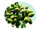 Olea Europaea 잎 초본 추출물 분말은, 유기 식물 Oleanolic 산 98%를 추출합니다 협력 업체