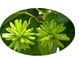 CAS 86639-52-3 순수한 자연적인 식물은 7 - 에틸 - 10를 - Hydroxycamptothecin 분말 추출하지 않습니다 협력 업체