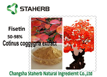 중국 연기 나무 유기 식물은 50- 98% Fisetin 분말 Cotinus Coggygria 추출물을 추출합니다 협력 업체