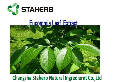 중국 브라운 황색 분말 Eucommia Ulmoides 잎 추출물 클로로겐 산 3-5% 협력 업체