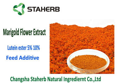 중국 루테인 에스테르 5% 금잔화 꽃 추출물 분말 오렌지 - 빨간색 재고 유효 기간 2 년 협력 업체