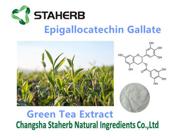 중국 유기/강력한 산화 방지제는 Epigallocatechin Gallate 50-98%를 보충합니다 협력 업체