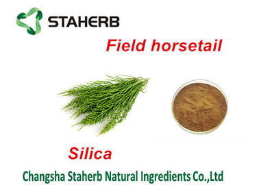 중국 분야 Horsetail 추출물 녹색 식물 추출물, 단백질 식물 적출 실리카 산 분말 협력 업체