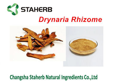 중국 Drynaria 뿌리 줄기 추출물에 의하여 집중되는 식물 추출물 Rhizoma Drynariae 분말 협력 업체