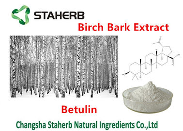 중국 의학 - 급료 벌치나무 껍질 추출물, 식물 추출물 분말 98% Betulin 협력 업체