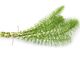 분야 Horsetail 추출물 녹색 식물 추출물, 단백질 식물 적출 실리카 산 분말 협력 업체