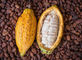자연적인 코코아 추출물에 의하여 탈수되는 과일 분말 음식 급료 알칼리화된 코코아 가루 협력 업체