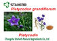 식물에서 화학물질을 추출하는 Platycodon Grandiflorum 녹색 식물 추출물 협력 업체
