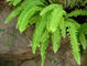 Drynaria 뿌리 줄기 추출물에 의하여 집중되는 식물 추출물 Rhizoma Drynariae 분말 협력 업체