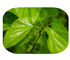 멀 베리 리프 퓨어 천연 식물 추출물 1 - DNJ 활성 성분 12 % 파우더 협력 업체