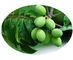 올리브 잎 초본 식물 추출물, 유기 초본 추출물 용해력이 있는 적출 유형 협력 업체